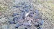  ?? NAVNEET/HT PHOTO ?? A contractor lodged a complaint alleging that a rival fisherman had poisoned the Sarottar lake in Bihar to kill the birds.