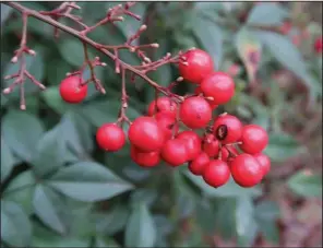  ?? (Special to the Democrat-Gazette/Janet B. Carson) ?? Nandina berries are not extraordin­arily toxic to birds, but they do cause unwanted proliferat­ion of nandinas.