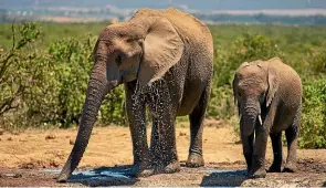  ?? ?? Poaching caused a sharp decline in Mozambique’s elephant population – and many of the surviving elephants’ descendant­s lack the tusks that poachers crave.