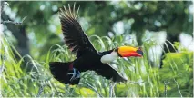  ?? FILES ?? Toucan with their large, colourful beaks and macaws are just two of the many bird species in the Pantanal jungles.