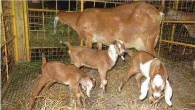  ??  ?? An imported American Nubian doe with her triplet buckling kids.