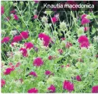  ??  ?? Knautia macedonica