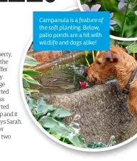  ?? ?? Campanula is a feature of the soft planting. Below, patio ponds are a hit with wildlife and dogs alike!