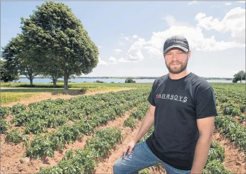  ?? ANDREW VAUGHAN/THE CANADIAN PRESS ?? Bryan Maynard, a co-owner of Farmboys Inc., along with his brother, Kyle, is seen in one of their potato fields in Richmond, P.E.I. Maynard is calling on families to talk about the future of their farms. He’s concerned that a booming number of farmers nearing retirement, without having planned for their successors, is putting the next generation of small-scale farming at risk, a view shared by other farmers and farming organizati­ons.