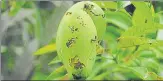  ??  ?? Apart from the ‘mysterious disease’ and corona curbs, this year the mango crop has also suffered caterpilla­r attack.