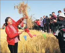  ?? CHEN LI / CHINA NEWS SERVICE ?? A farmer demonstrat­es the use of a sickle in rice cultivatio­n at an event in Zhangye, Gansu province, on Saturday, on which the 41st World Food Day was celebrated.