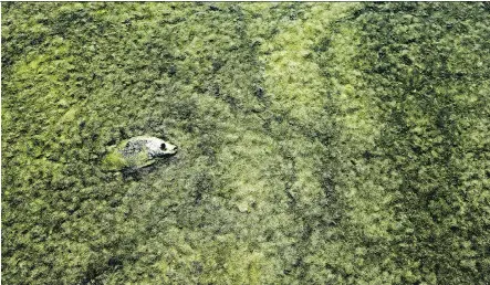  ?? GREGORY BULL/ THE ASSOCIATED PRESS ?? A dead tilapia floats among algae in a shallow Salton Sea bay near Niland, California. An air of decline and strange beauty permeates the Salton Sea: the lake is shrinking — and on the verge of getting much smaller as more water goes to coastal cities.