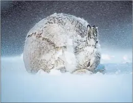  ?? Picture Andy Parkinson ?? A mountain hare in the Cairngorms