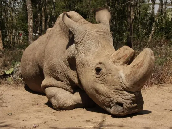  ??  ?? Despite last-ditch efforts to save the species, it’s likely the animal’s demise means the northern white’s days are numbered (Rex )