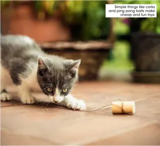  ??  ?? Pictures of these and home-made food dispensers can be found at www.catexpert.co.uk/cats/how-tohave-a-happy-indoor-cat
Simple things like corks and ping pong balls make
cheap and fun toys.