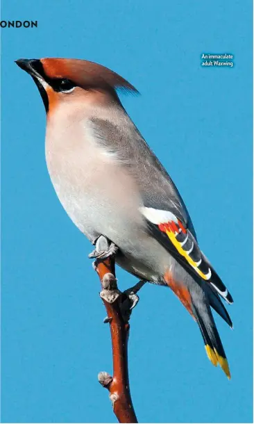  ??  ?? An immaculate adult Waxwing