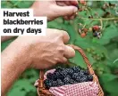  ?? ?? Harvest blackberri­es on dry days