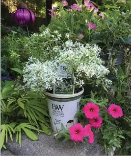  ?? NORMAN WINTER ?? Diamond Snow euphorbia looking showy in the new Eco+ Grande container, notice the wording plant into soil.