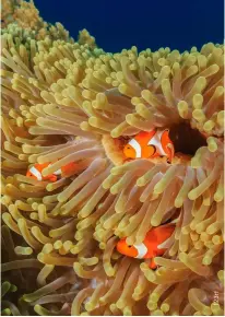  ??  ?? TOP RIGHT
Clownfish inside their host anemone at Crocodile Island