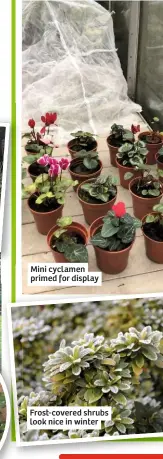  ??  ?? Mini cyclamen primed for display
Frost-covered shrubs look nice in winter