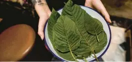  ?? JACK TAYLOR/AFP VIA GETTY IMAGES/TNS ?? A plate of kratom leaves at the Teens of Thailand cocktail bar in Bangkok in October 2021.
