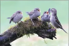  ?? Photo Brian Couper ?? House sparrow feeding young.