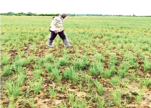  ??  ?? Kereksuk rice farm, Tunga Nasarawa