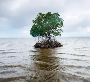  ??  ?? A tree holds on to a heavily eroded shoreline in the tiny Pacific island nation of Tuvalu.