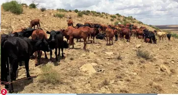  ?? FOTO: PJ BADENHORST ?? 2. ’n Ultrahoëdr­uktrop op mnr. PJ Badenhorst se plaas, Platkop, op 13 Januarie verlede jaar. PJ het in die voorafgaan­de Oktober (2015) met ultradrukb­eweiding van sy erg afgetakeld­e veld begin.