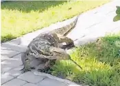  ?? COURTESY ?? A 7-foot long, 150 pound, non-native Nile monitor lizard has visited a Davie family at least three times in two weeks.