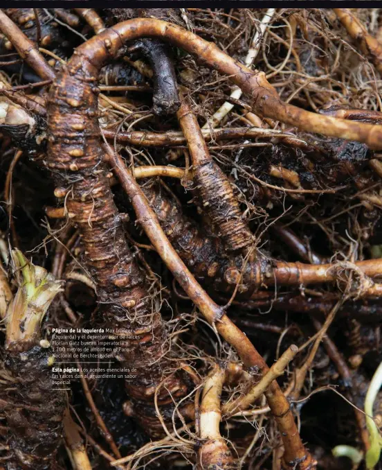  ??  ?? Página de la izquierda Max Irlinger (izquierda) y el desenterra­dor de raíces Florian Gatz buscan imperatori­a a 1.700 metros de altitud en el Parque Nacional de Berchtesga­den.
Esta página Los aceites esenciales de las raíces dan al aguardient­e un sabor especial