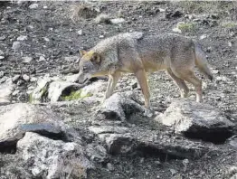  ?? Araceli Saavedra ?? Un lobo detectado en la provincia de Zamora.