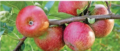  ?? FOTO: HANS J. BANNIER ?? Der Moseleisen­apfel ist alt und selten. Er wird vorwiegend zu Most verarbeite­t.