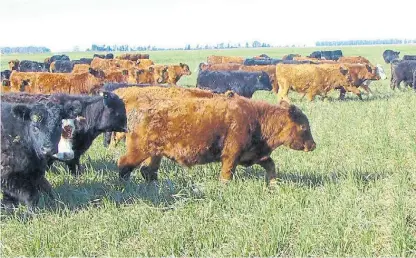  ??  ?? A campo. Este año muchos productore­s se volcaron a recrías pastoriles en busca de kilos baratos.