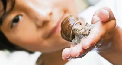  ?? FOTO: FRANZISKA GABBERT ?? Wer Schnecken als Haustiere halten will, kann die Tiere im Garten oder in der Natur einsammeln. Dann müssen Schneckenf­reunde wie Marley aber aufpassen, dass sie keine geschützte­n Arten wie die Weinbergsc­hnecken erwischen.