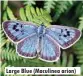  ??  ?? Large Blue (Maculinea arion)