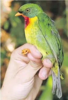  ?? GRAHAM MONTGOMERY VIA AP ?? Scarlet-breasted fruiteater lives only near the top of Cerro de Pantiacoll­a mountain in Peru. Another decade or so of warming will likely lead to the local extinction of this species, according to biologist Benjamin Freeman.