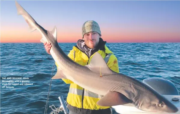  ??  ?? TAG AND RELEASE: Kevin McLoughlin with a gummy shark he tagged and released off Torquay.