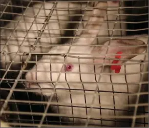  ??  ?? A life of misery: Footage of the rabbits in cramped cages at a battery farm