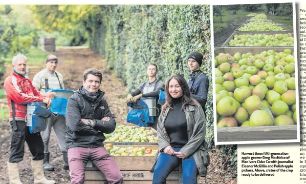  ??  ?? Harvest time: fifth generation apple grower Greg MacNeice of Mac Ivors Cider Co with journalist Eleanor McGillie and Polish apple pickers. Above, crates of the crop ready to be delivered