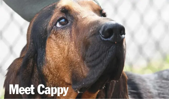  ?? Darrell Sapp/Post-Gazette photos ?? Cappy the bloodhound is the newest member of the Pittsburgh police K-9 unit.