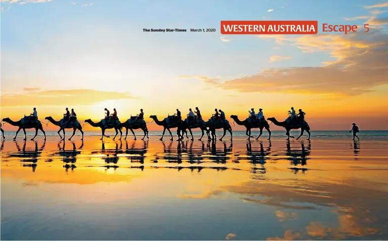  ?? PHOTOS: TOURISM WESTERN AUSTRALIA/ SUPPLIED ?? March 1, 2020
One of the most popular ways to explore Cable Beach is as part of a camel train.