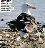  ?? ?? WAY OFF TRACK Cape gull was spotted in the UK