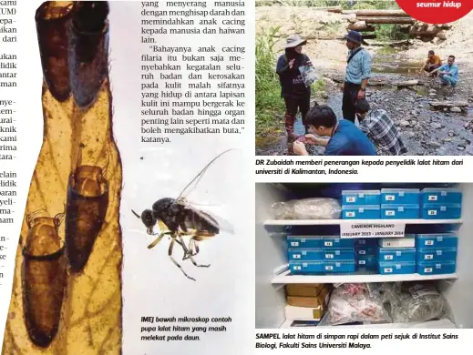  ??  ?? IMEJ bawah mikroskop contoh pupa lalat hitam yang masih melekat pada daun. DR Zubaidah memberi penerangan kepada penyelidik lalat hitam dari universiti di Kalimantan, Indonesia. SAMPEL lalat hitam di simpan rapi dalam peti sejuk di Institut Sains Biologi, Fakulti Sains Universiti Malaya.