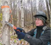  ?? PHOTO COLLABORAT­ION SPÉCIALE SIMON DESSUREAUL­T ?? Julie Venne procède à l’élagage d’un bouleau à papier sélectionn­é comme arbre d’avenir à dégager dans une forêt privée de Sainte-émélie-de-l’énergie.