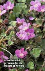  ??  ?? Grow this mini geranium for six months of flowers