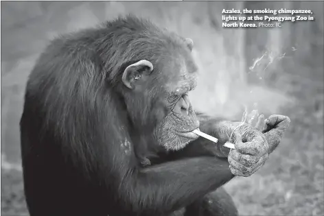  ?? Photo: IC ?? Azalea, the smoking chimpanzee, lights up at the Pyongyang Zoo in North Korea.