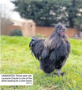 ?? RSPCA ?? UNWANTED: Three-year-old cockerel Charlie is one of the birds looking for a new home