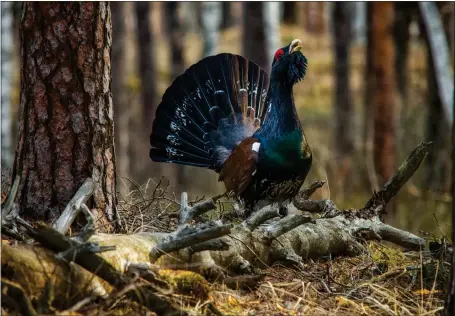  ??  ?? A male capercaill­ie, one of the species to benefit from a new range of conservati­on measures being launched by RSPB Scotland