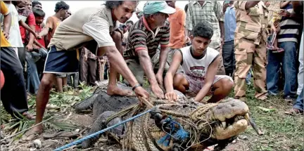  ??  ?? The 15-foot crocodile was trussed up and dragged here and there by residents who captured it. Pic by M.A. Pushpa Kumara