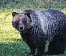  ?? PARKS CANADA VIA CP ?? After being twice relocated, Bear 148 was shot by a hunter when she wandered into British Columbia from her new home.