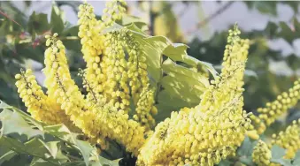  ??  ?? PHILLY STYLE: A mahonia is an excellent evergreen shrub for many British gardens.