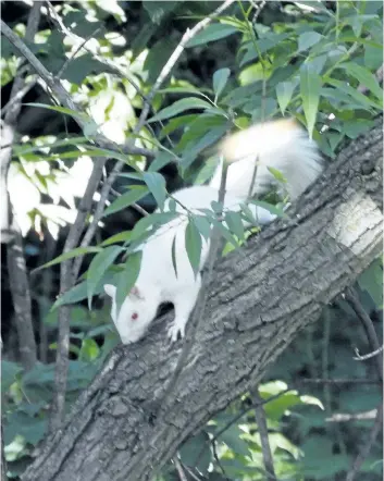  ?? LINZI DE GROOT/PHOTO SPECIAL TO POSTMEDIA ?? An albino squirrel hangs out in north St. Catharines on Thursday.
