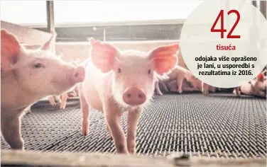  ?? FOTOLIA ?? Ukupan izvoz svinja porastao za 44,2%