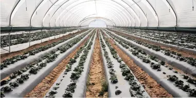  ?? PICTURE: DAVID RITCHIE ?? BEARING FRUIT: Strawberri­es grow in a poly-tunnel on a farm in the Western Cape. Wesgro says its strategy of attracting investment into the agribusine­ss sector is paying off.